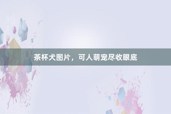 茶杯犬图片，可人萌宠尽收眼底